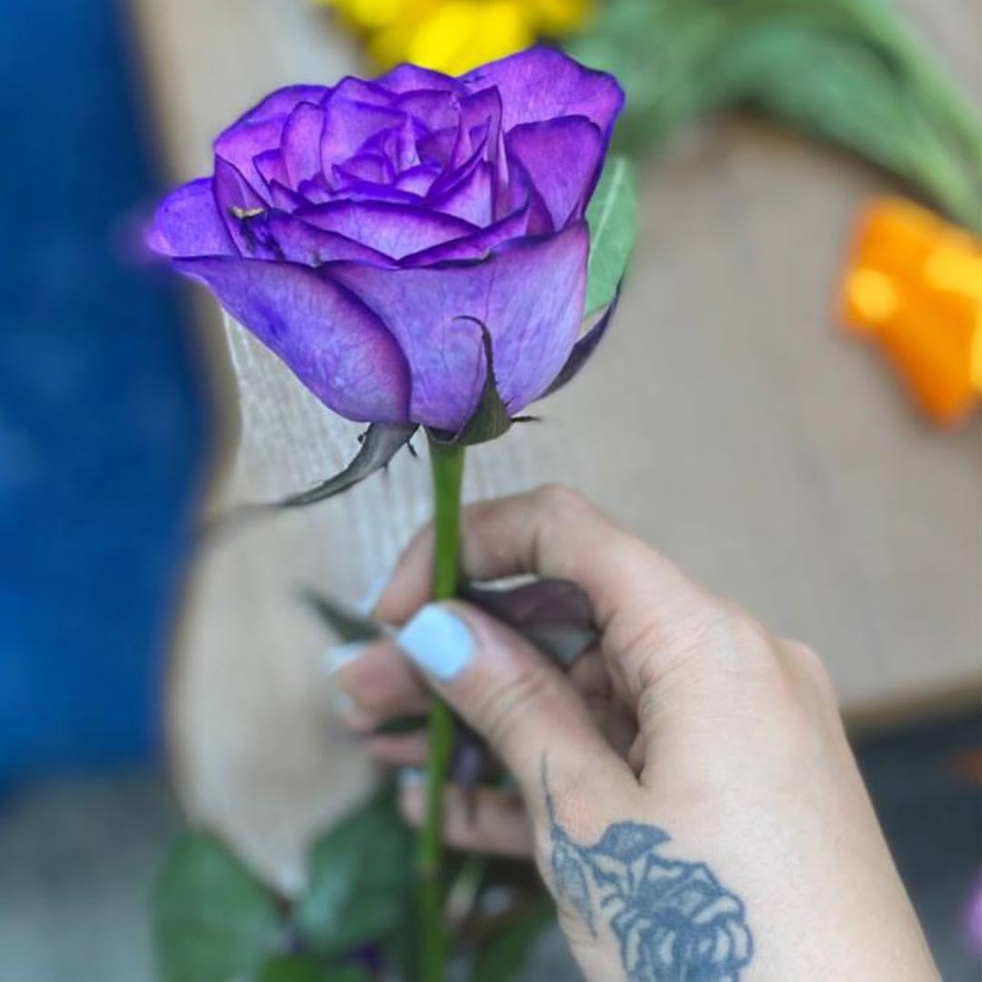 شاخه گل رز بنفش یک تک شاخه ای