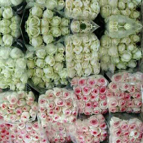 فروش گلهای رز هلندی رز ایرانی عمده