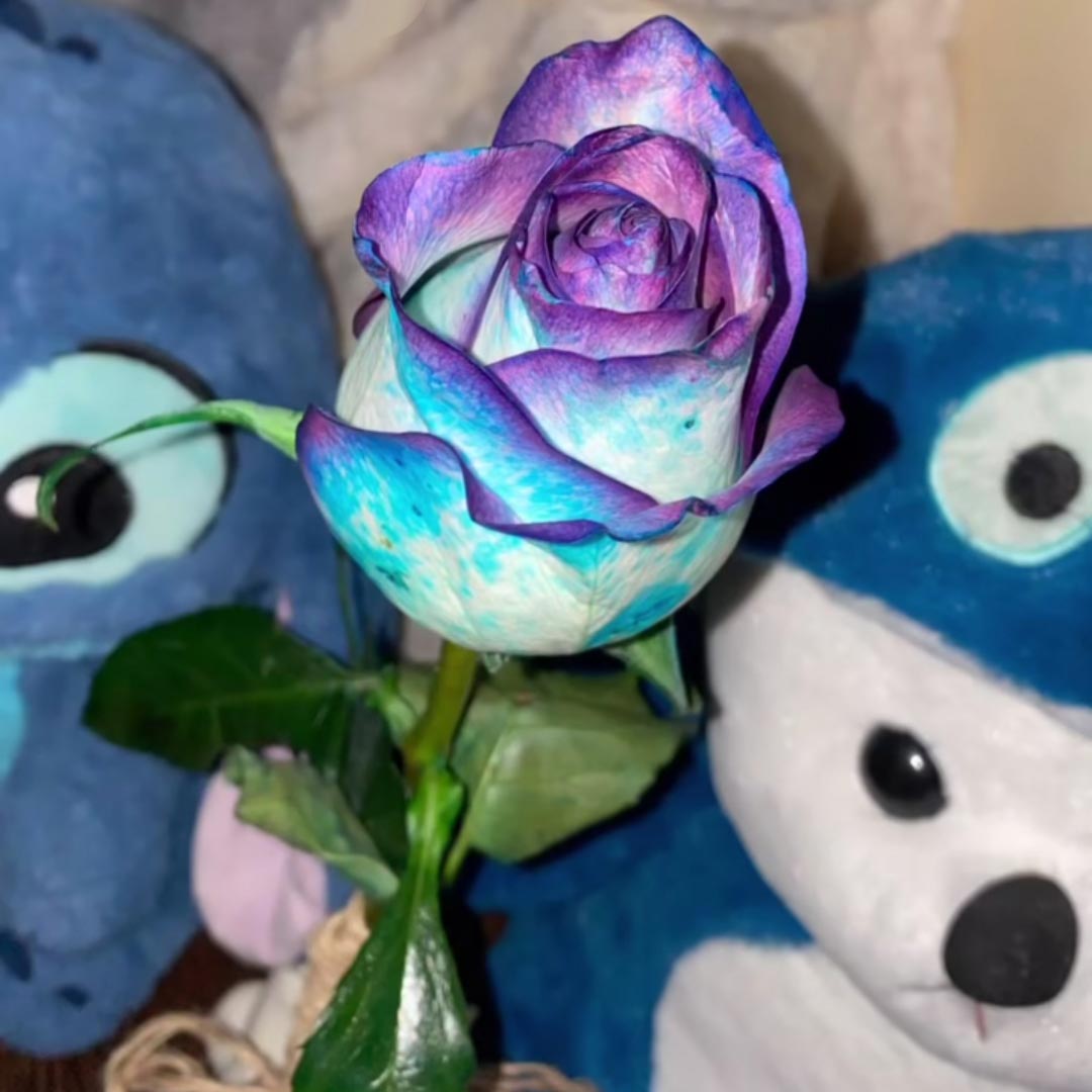 گل رز آبی بنفش لب ماتیکی طبیعی